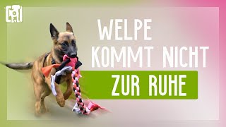 Welpe kommt nicht zur Ruhe  mit diesen Übungen klappts [upl. by Udale]