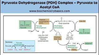 PDH Complex Biochemistry  Pyruvate Dehydrogenase Complex [upl. by Hobard]