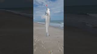 Catching whiting and pompano in the first cut near the beach tight lines [upl. by Amery25]