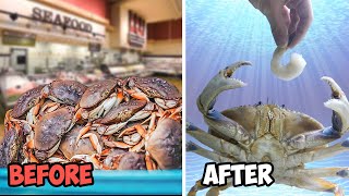 Raising a Grocery Store Crab as a Pet [upl. by Erot]