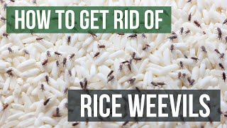 How to Get Rid of Rice Weevils 4 Easy Steps [upl. by Penthea]