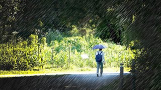 ABANDONED Deserted Rainforest 4K Rain Walk Tour  Earth Trail  Telok Blangah Hill Park  Singapore [upl. by Kowalski]