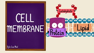 Cell Membrane  Plasma Membrane  Lipid Bilayer  Fluid Mosaic Model  Cell Biology [upl. by Mehelhteb]