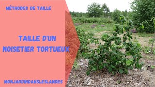 Taille de noisetier tortueux  Monjardindansleslandes [upl. by Peers697]