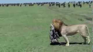 Lion eats a new born zebra [upl. by Trueman]