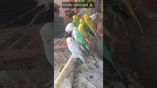 Inside the Lovebird Colony Discover Our Successful Breeding Setup 🐦✨  My Pets My Garden [upl. by Lavern]