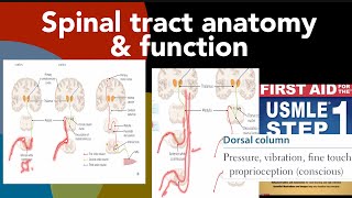 Spinal tract anatomy amp functions full detail about all pathways amp tracts in HindiUrdu by first aid [upl. by Ong920]