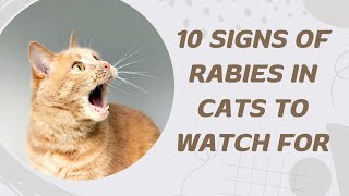 10 Signs Of Rabies In Cats To Watch For [upl. by Gnaht732]