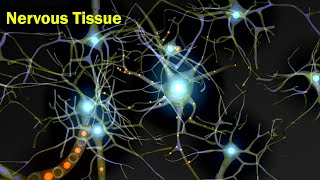 Nervous Tissue  Structural Organization in Animals  Anatomy  Inter 2nd year Class 11 Biology [upl. by Janot]