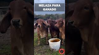 MELAZA PARA TU GANADO MÁS ENERGÍA MÁS CARNE MÁS LECHE ganado rancho campo finca zootecnia [upl. by Nnyrat]