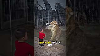 Macan yang bersahabat shorts [upl. by Verena283]