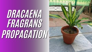 DRACAENA FRAGRANS PROPAGATION home gardening Dracaena [upl. by Nnalyrehc717]