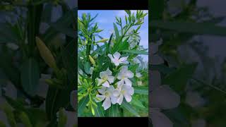 Nerium Oleandernature flowers short amazing [upl. by Nedyaj]