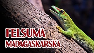 Felsuma madagaskarska [upl. by Aldred]