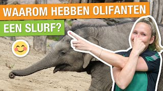 IK BEN VOOR EEN DAG OLIFANTENVERZORGER 😨🐘  Carlijns Dierenvraag 14 [upl. by Lupiv893]