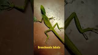 Bronchocela Jubata meme shorts funplay animal lizard satisfying  TAGASLING AYER 2182 [upl. by Steffy]