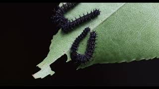 imperialis cecropia and regalis caterpillars  1st instar feeding [upl. by Burtie202]