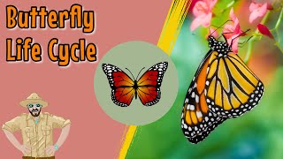 The Butterfly Life Cycle  Educational Videos For Kids [upl. by Esma]