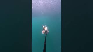 A million fish here underwater amazing love freediving shorts short shortvideo capcut [upl. by Aracaj]