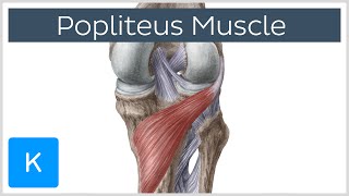 Popliteus Muscle  Origin Insertion Function amp Innervation  Human Anatomy  Kenhub [upl. by Llenyr941]