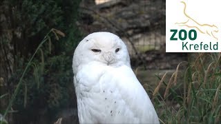 Zoo Krefeld SchneeEule Snowy owl  Greifvögel  Vögel  Wirbeltiere [upl. by Robyn384]