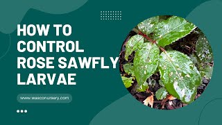 How to Control Rose Sawfly [upl. by Yatnoed]