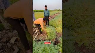 7972334422 only whatsapp me Daftari 21 chana seed दफ्तरी २१ चणा बीज agri guruji [upl. by Ainegul]