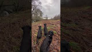 Picking up with a team of Labrador Retrievers Pheasant Shooting Gundogs [upl. by Munsey]