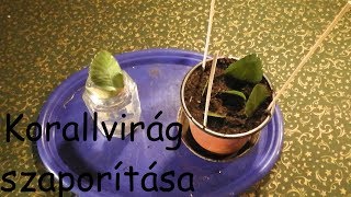 KORALLVIRÁG SZAPORÍTÁSA  HOW TO PROPAGATE KALANCHOE BLOSSFELDIANA [upl. by Didier]