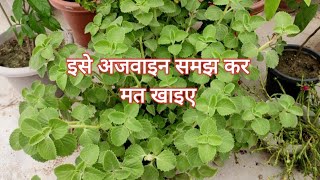 अजवाइन के पौधे का असली सच  Ajwain Plant Complete Information  Medicinal Plant For Infants [upl. by Belita]