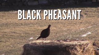 Chickens had a visitor and were not happy  Melanistic Mutant Pheasant [upl. by Luisa]