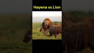 Hyena kild lion  hayena vs Lion shorts  animals wildlife animals [upl. by Truelove801]