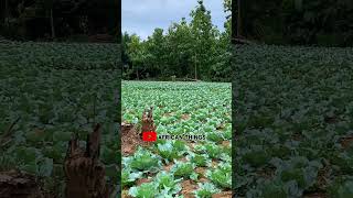 Lettuce farm at Sunyani in Ghana Africa Ghana farm food shorts [upl. by Atiekahs]