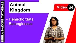 Animal Kingdom  NEET  Hemichordata  Balanglossus  Neela Bakore Tutorials [upl. by Connor]