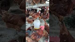 Mondi Free Range Murgi Farm freerangechickenfarming murgi murgifarming ytshorts viralvideo yt [upl. by Toblat813]