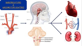 Vasomotor center Chapter 18 part 1 Guyton and Hall Physiology [upl. by Alber]