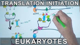 Translation Initiation in Eukaryotes [upl. by Aciemaj173]