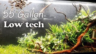 EASY Low Light Planted Aquarium Impulsive Aquascaping [upl. by Erastes]