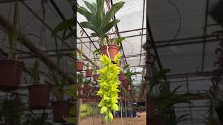 Anggrek Catasetum dupliciscutulaplants garden green orchids [upl. by Gilemette]