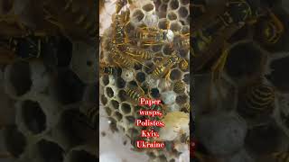 PAPER WASPS POLISTES IN THEIR NEST KYIV UKRAINE Паперові Оси Vespidae entomology [upl. by Htaras338]