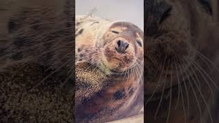 Horsehead Gray seal on the beach Norfolk EnglandDaily Home Screen wallpaper naing100 wallpaper [upl. by Larisa]