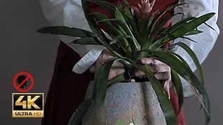 Transplanting Guzmania lingulata ASMR  Care Tips amp Natural Sounds for Relaxation notalking 4k [upl. by Asseralc]