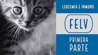 L E U C E M I A e I N M U N O  ¿El SIDA de los gatos  primera parte  LEUCEMIA FELINA  🐈 [upl. by Esiuqram]