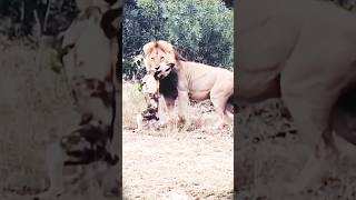 Lion attacks a wild dog 😱 natgeography shorts trendingshorts viralreels [upl. by Nicky]