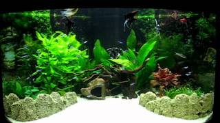 Juwel Trigon 190 Fish Tank Aquarium in its full glory [upl. by Elakram]