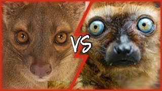 Madagascars Demonic Predator Fossa vs the Lemur  Wild Biosphere [upl. by Jentoft]