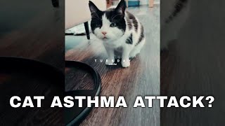 Cat Asthma Attack  symptoms to look for in your kitty  descriptions [upl. by Iarised292]