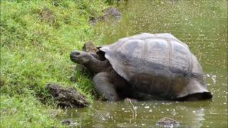 Galapagos Islands  Wildlife on the Northern Loop Cruise  Celebrity Xperience [upl. by Eidnil919]