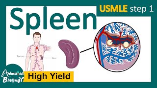 Spleen  Role of spleen in immunity  Red pulp vs white pulp  Splenomegaly  Splenectomy  USMLE [upl. by Clarette]