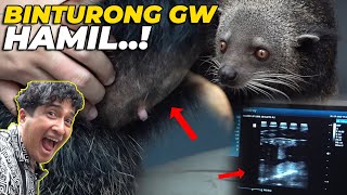 AKHIRNYAAA BINTURONG GW H4MIL BAYINYA GEDE BANGETT [upl. by Lleral]